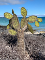 Galapagos-Pflanzen15.jpg
